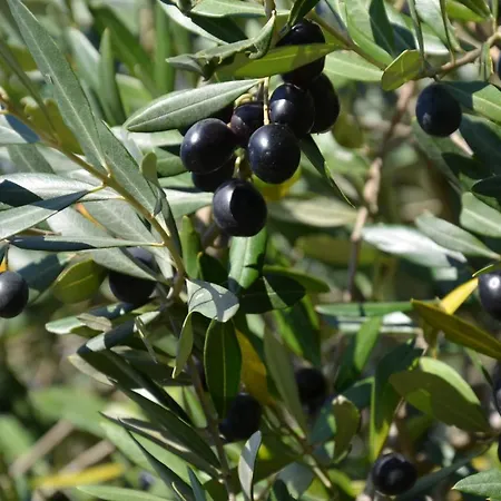 Ostanek 2 * Portorož