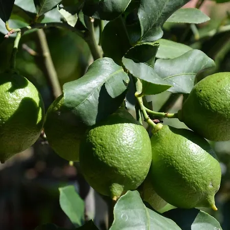 Appartement Ostanek 2 Portorož