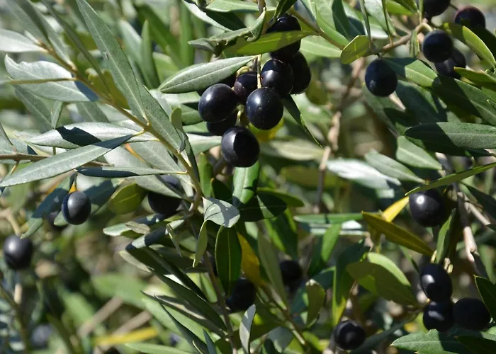 Ostanek 2 * Portorož