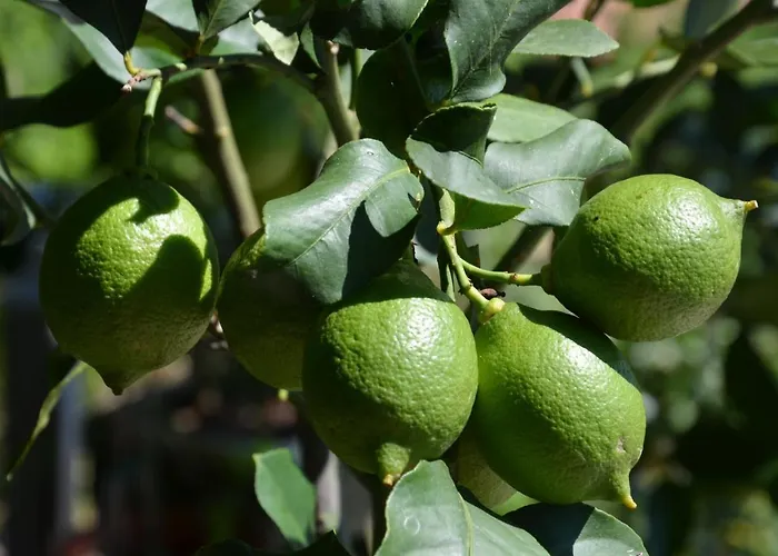 Lejlighed Ostanek 2 Portorož